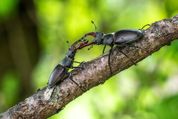 Hirschkäfer (Lucanus cervus) Männchen, Drohgebärden