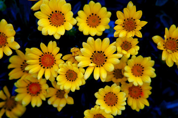 マーガレット２