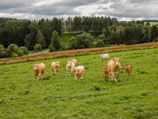 herd of limousin cows in a hilly landscape in Luxembourg