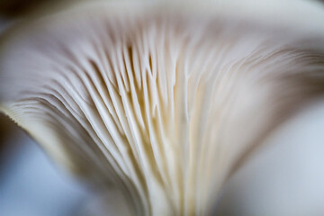 closeup photography to an edible mushroom
