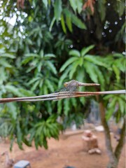 De-focused abstract background of a dragonfly on a wire.