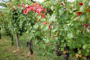 red leaves in the teran vineyard kras carso slovenia - obrazy, fototapety, plakaty