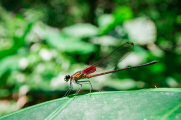 Closeup to a dragonfly that rests in a green leaf of a forest 