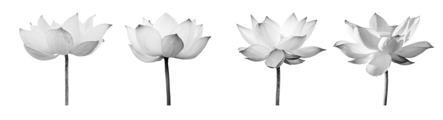 Lotus flower black and white collections isolated on white background with clipping path.