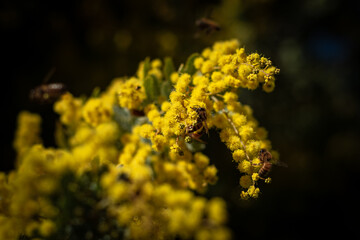 close up of a flower