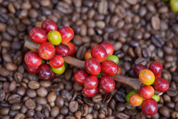 Close-up of raw coffee beans with roasted coffee beans in the background.