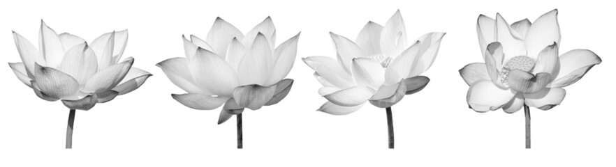 Lotus flower black and white collections isolated on white background with clipping path.