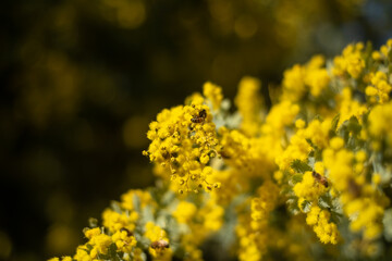 yellow flowers in spring
