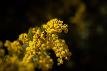 close up of yellow flower