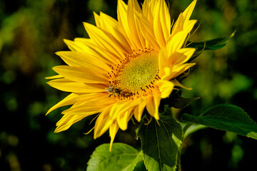 sunflower in the garden
