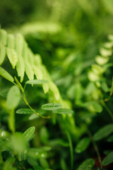 Fototapeta na wymiar close up of fern leaf