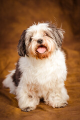 portrait of a shih tsu 