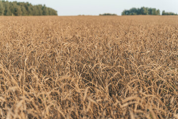Wheat field in summer at sunset. Ripe ears of wheat on the farm during the summer harvest. Agriculture, cereals and eco nature concept.