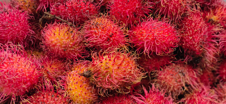 Closeup of Fresh Rambutan Fruit. Rambutan is a medium-sized tropical tree in the family Sapindaceae. Red fuzzy fruit. .