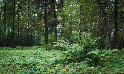 Fern in tropical jungle background. Fern leaves with a plant pattern. Natural plant tropical background.