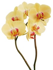 yellow flowers of orchid Phalaenopsis isolated close up