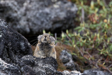 【北海道】エゾナキウサギ