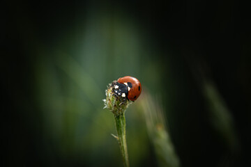 Ladybug on top of a green plant in the field