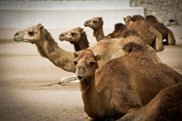 A group of camels sitting down in a row, one looking at the camera. Doha, Qatar, Middle East. No people