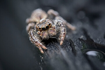 Rindenspringspinne ( Marpissa muscosa ).