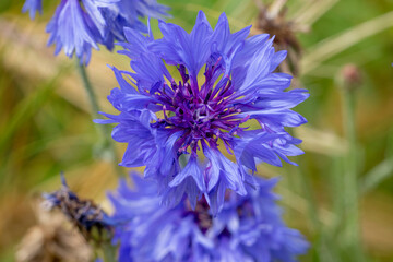 Kornnblume (Centaurea cyanus)