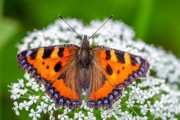 Kleiner Fuchs (Aglais urticae)