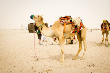 Camel saddled up and ready for tourist rides. Qatar, Middle East. 