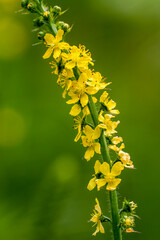 Gemeiner Odermennig (Agrimonia eupatoria)