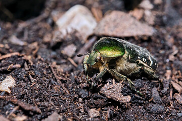 Goldglänzender Rosenkäfer ( Cetonia aurata ).