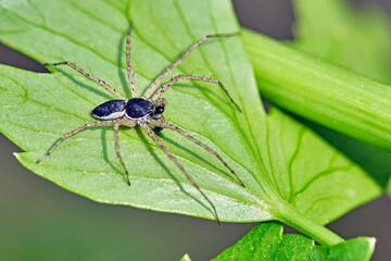 Philodromus dispar.
