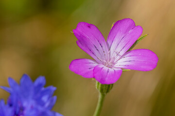 Fototapeta premium Kornrade (Agrostemma githago)