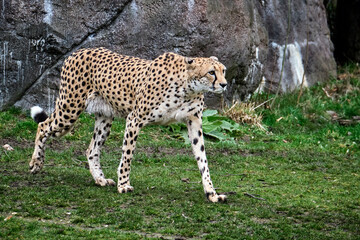Südafrikanische Gepard ( Acinonyx jubatus jubatus ).