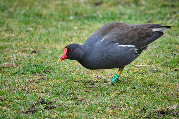 Teichralle ( Gallinula chloropus ), Teichhuhn.