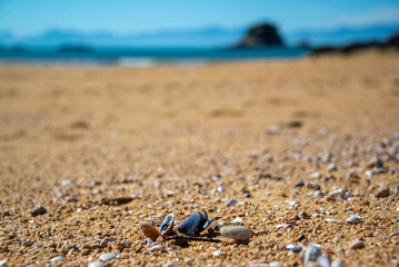 shell on the beach