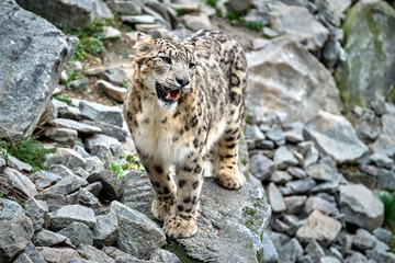 Schneeleopard ( Panthera uncia ).