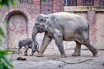 Jungbulle Kiran mit seiner Mutter Rani , Asiatischer Elefant ( Elephas maximus indicus ).
