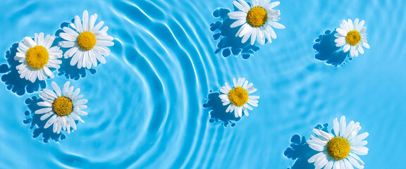 Obraz premium Chamomile flowers on a background of blue water. Top view, flat lay. Banner