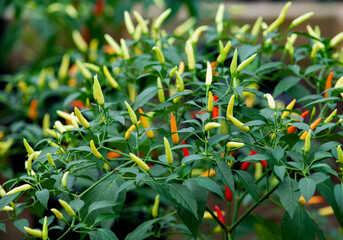 Chilli plants in the garden with different colors of chili © Saelanlerez