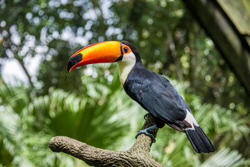 The toco toucan (Ramphastos toco)is the largest and probably the best known species in the toucan family. It is found in semi-open habitats throughout a large part of  South America.