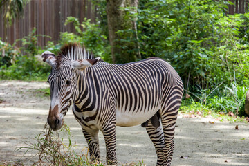 The Grevy's zebra  is the largest living wild equid and the largest and most threatened of the...