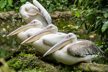 The great white pelican (Pelecanus onocrotalus) resting on the log. It is a bird in the pelican family. It breeds from southeastern Europe through Asia and Africa, in swamps and shallow lakes.
