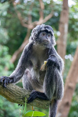 The Javan lutung (Trachypithecus auratus) is eating food,  also known as the ebony lutung and Javan langur, is an Old World monkey from the Colobinae subfamily