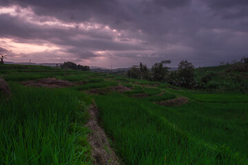 green rice field with cloudy sky