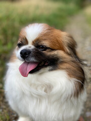 Naklejka na ściany i meble Kleiner Hund ist KO und seine Zunge hängt aus seinem offenen Mund. Acker, Wald, Haustier, Hunde, Spaziergang, Wanderung, Pekinese, Tibet Spaniel, Shi Tzu