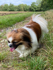 Naklejka na ściany i meble Kleiner Hund auf einem Waldweg mit Steinen an einem Acker. Feld, Wiese, Landleben, Haustier, Spaziergang, Wandern