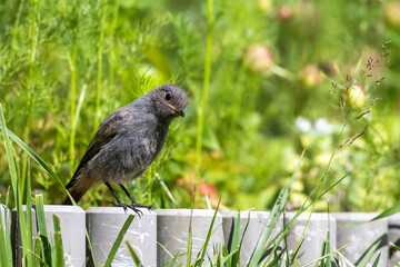 Hausrotschwanz (Phoenicurus ochruros) Jungvogel