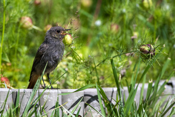 Hausrotschwanz (Phoenicurus ochruros) Jungvogel