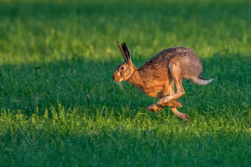 Obraz premium Feldhase (Lepus europaeus)