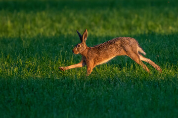 Feldhase (Lepus europaeus)