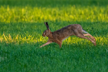 Feldhase (Lepus europaeus)